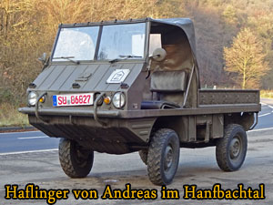 Haflinger Andreas